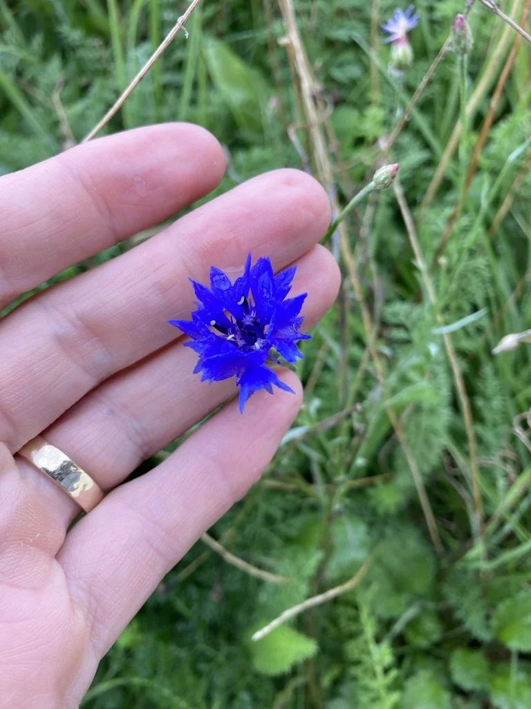 Centaurea Cyanus