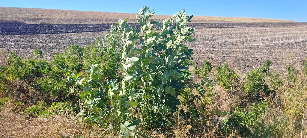Fraxinus Pennsylvanica