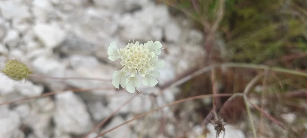 Scabiosa Ochroleuca