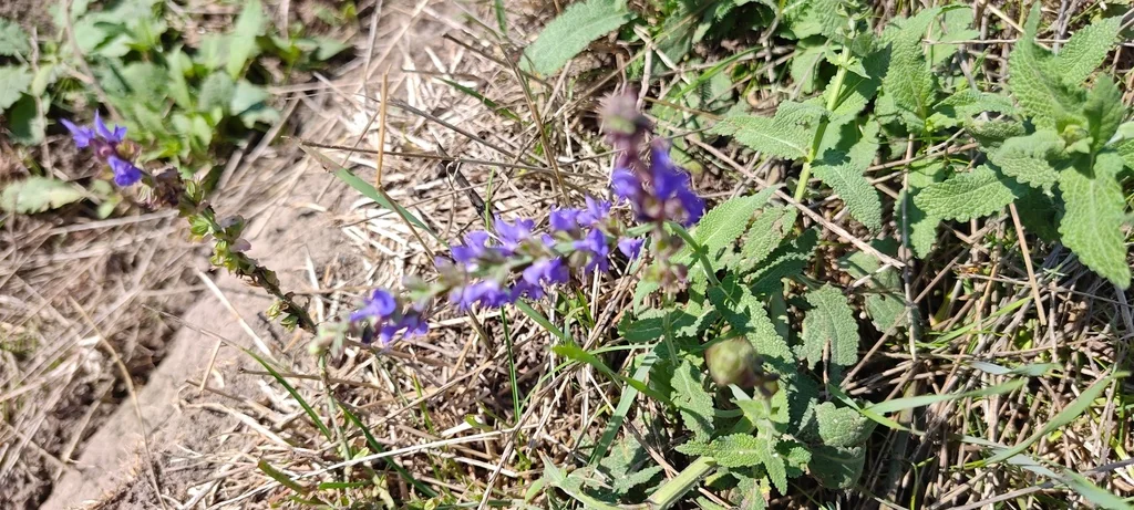 Salvia nemorosa