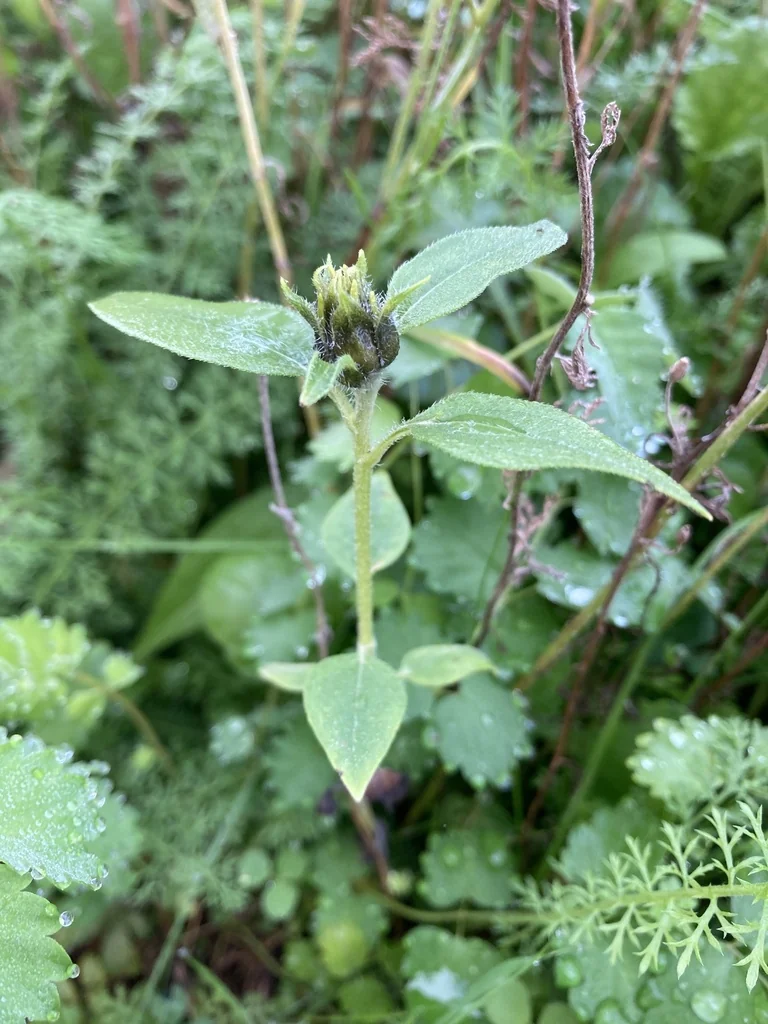 Helianthus Annuus