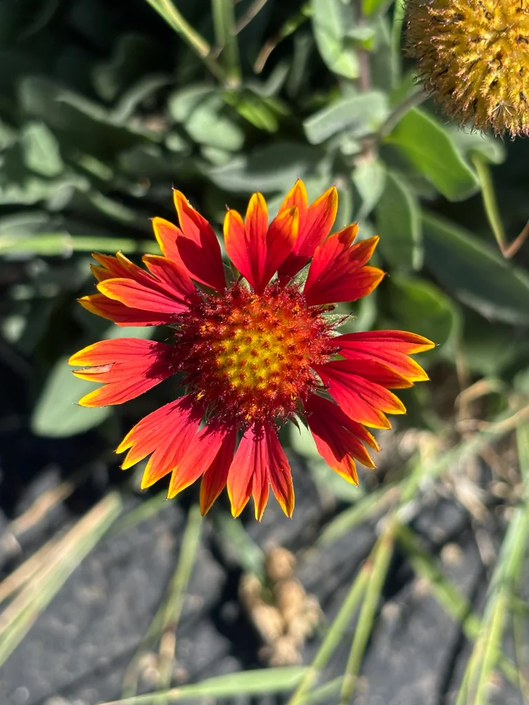 Gaillardia Pulchella