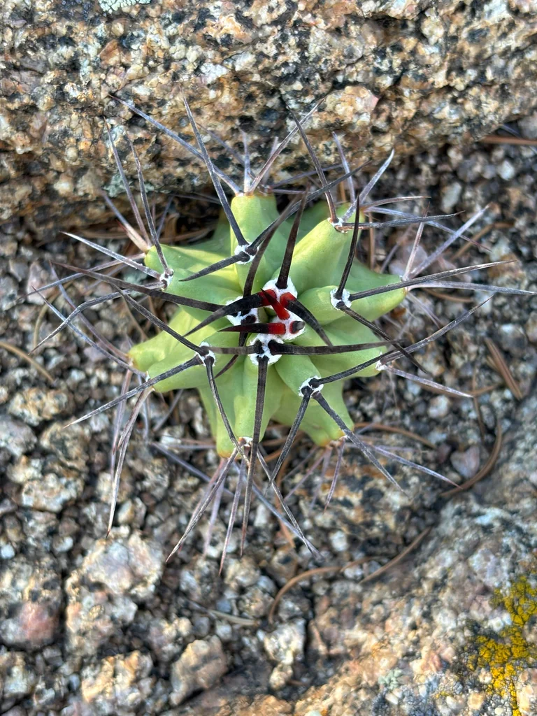 Echinocereus Triglochidiatus
