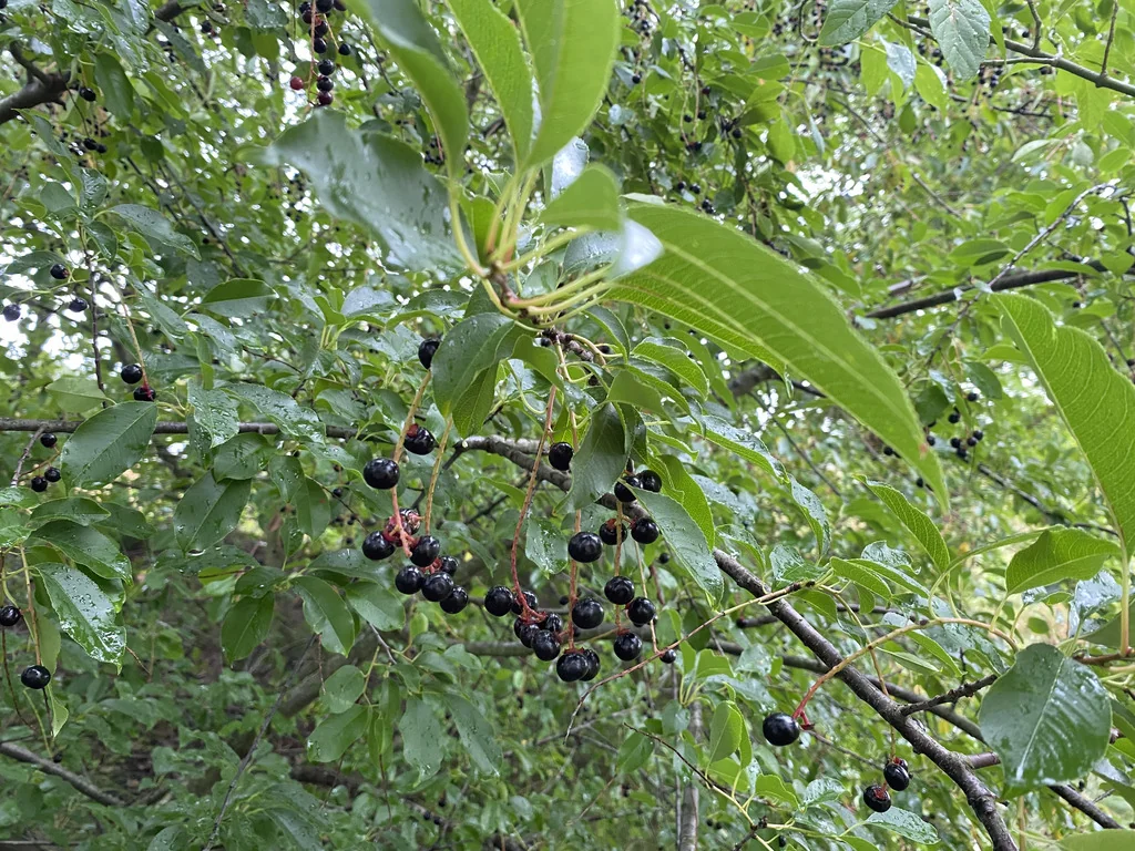 Prunus Serotina