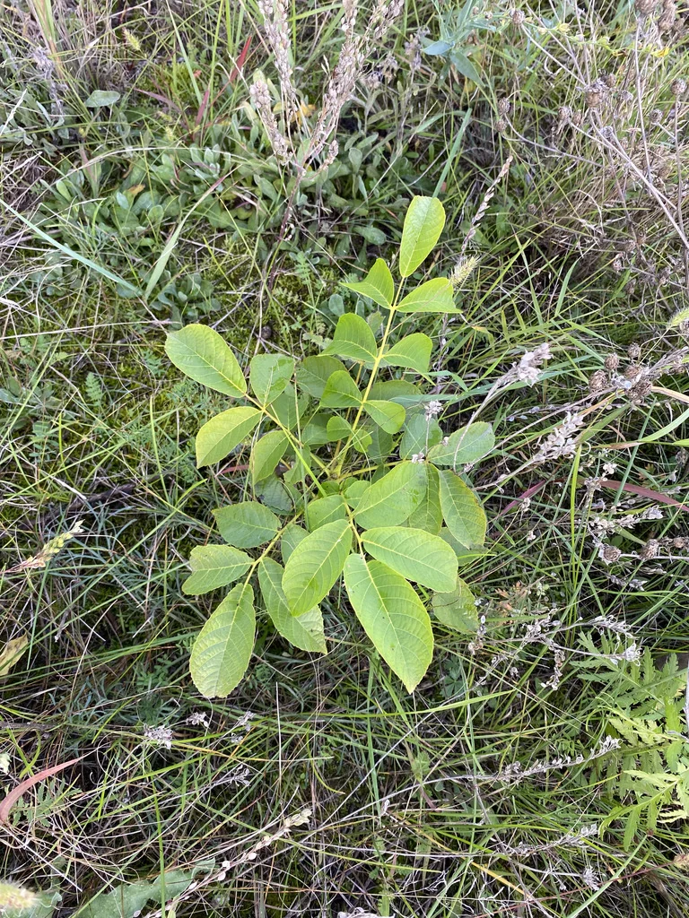 Juglans Regia