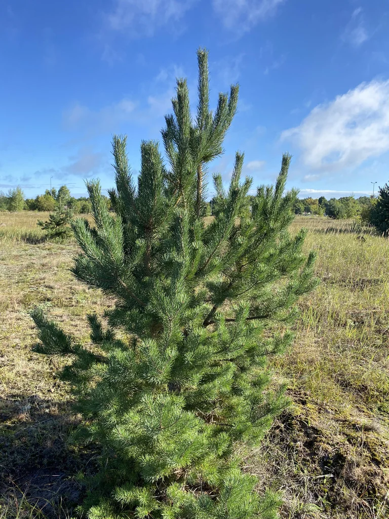 Pinus Sylvestris