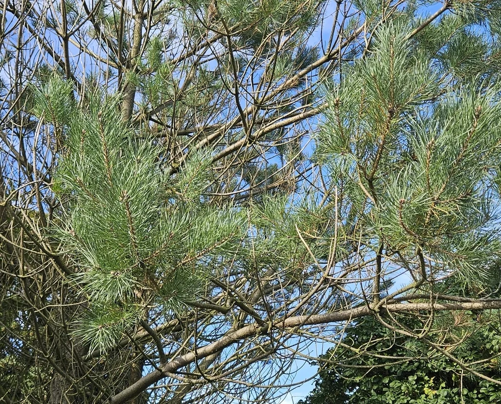 Pinus Sylvestris
