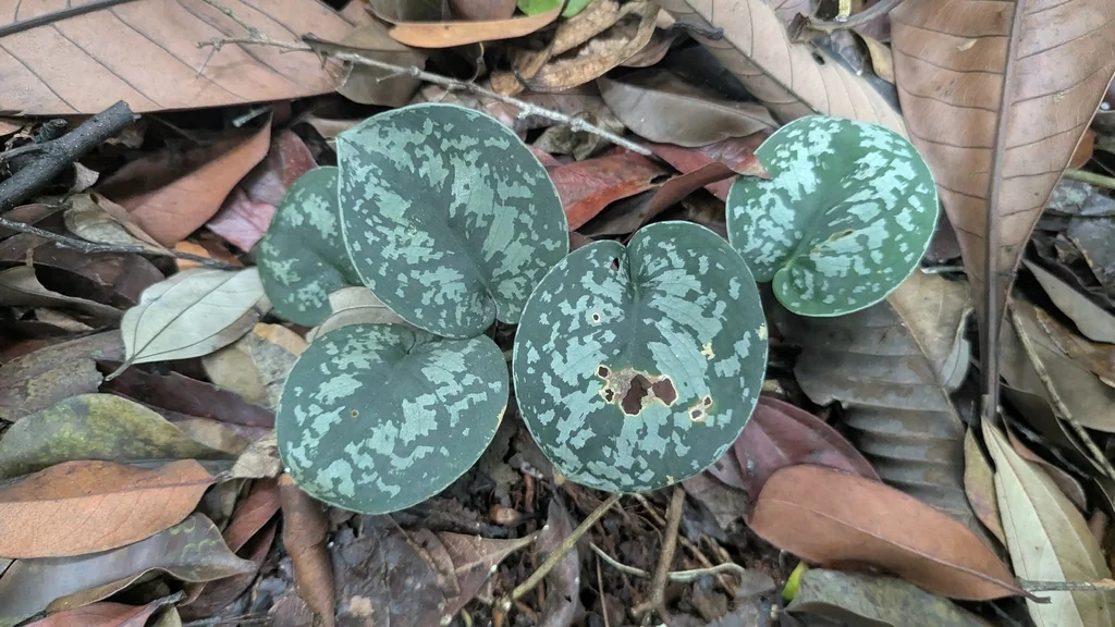 Scindapsus pictus