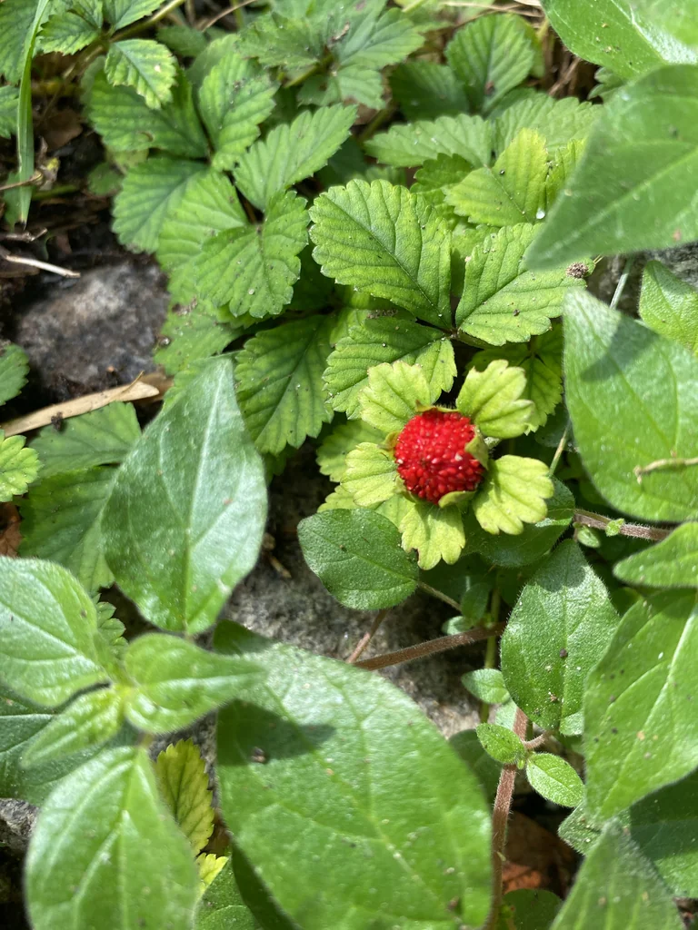 Duchesnea Indica