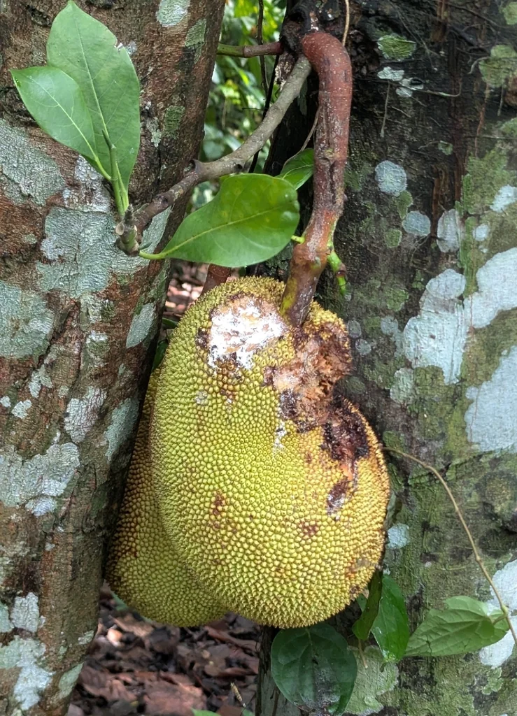 Artocarpus Heterophyllus