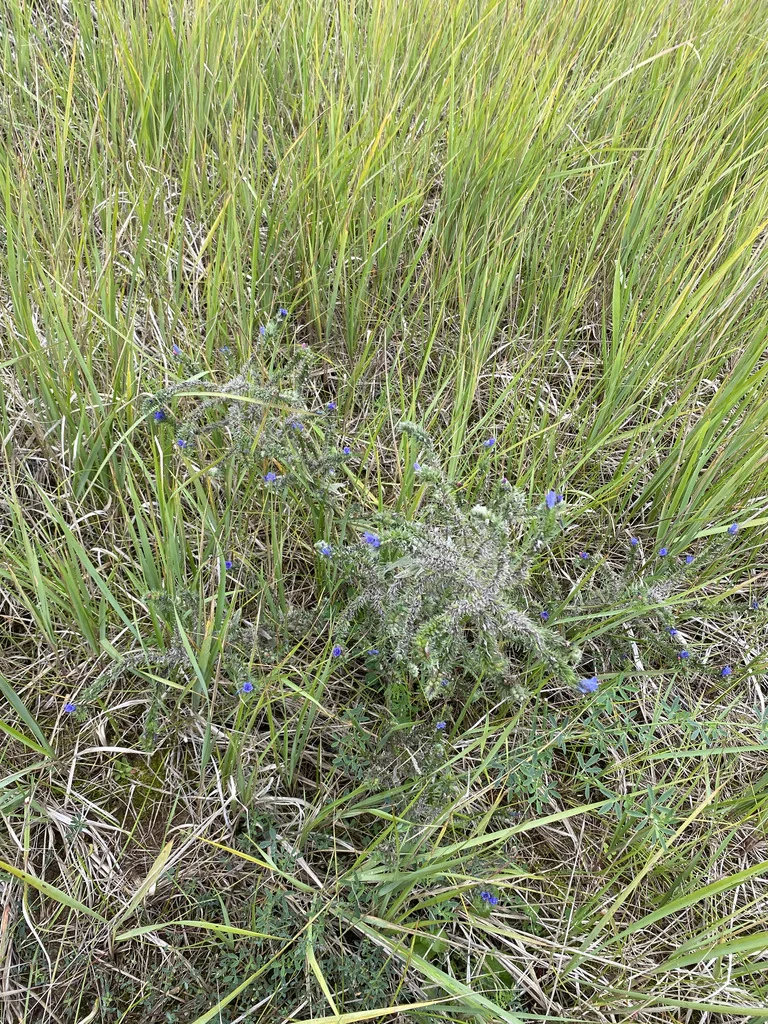 Echium Vulgare