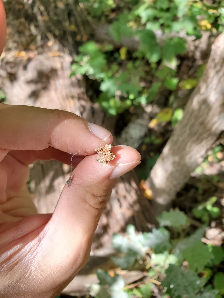 Ulmus Rubra