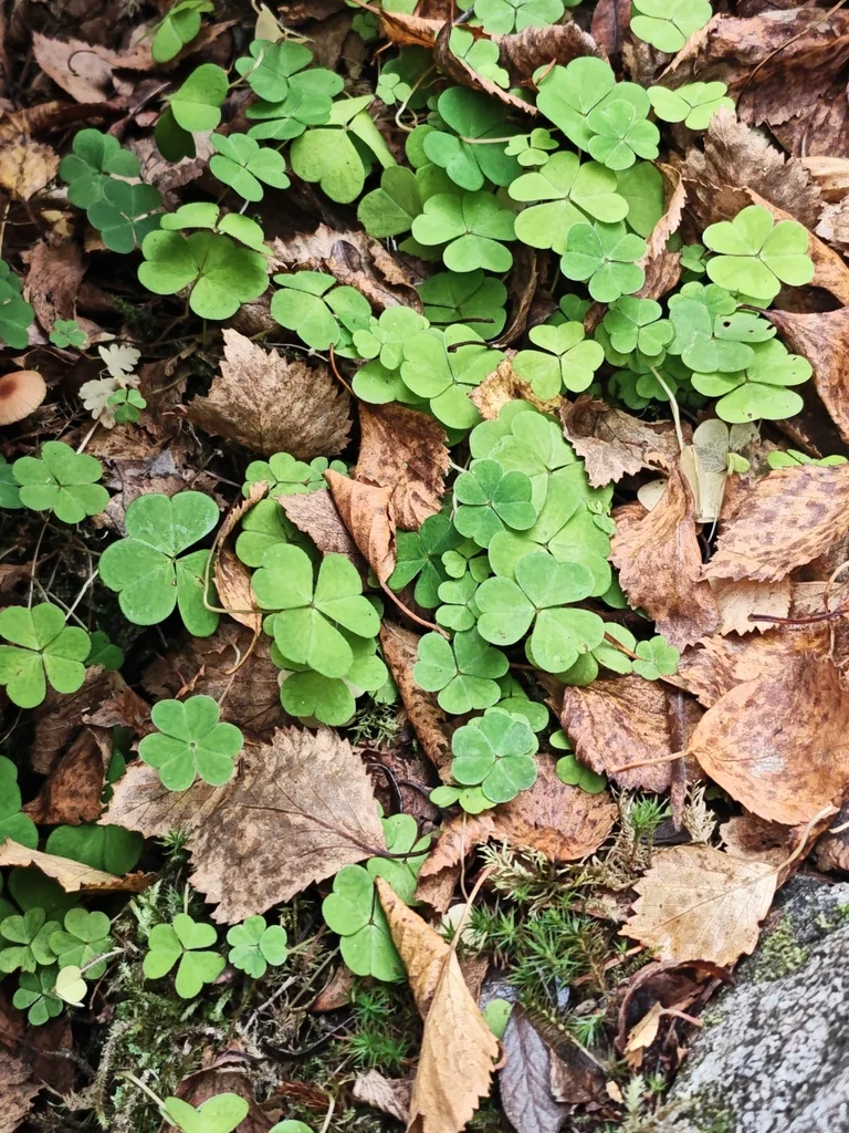 Oxalis Acetosella