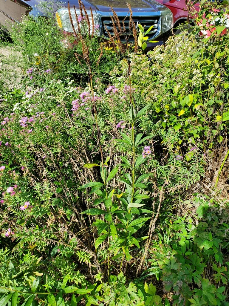 Veronicastrum Virginicum