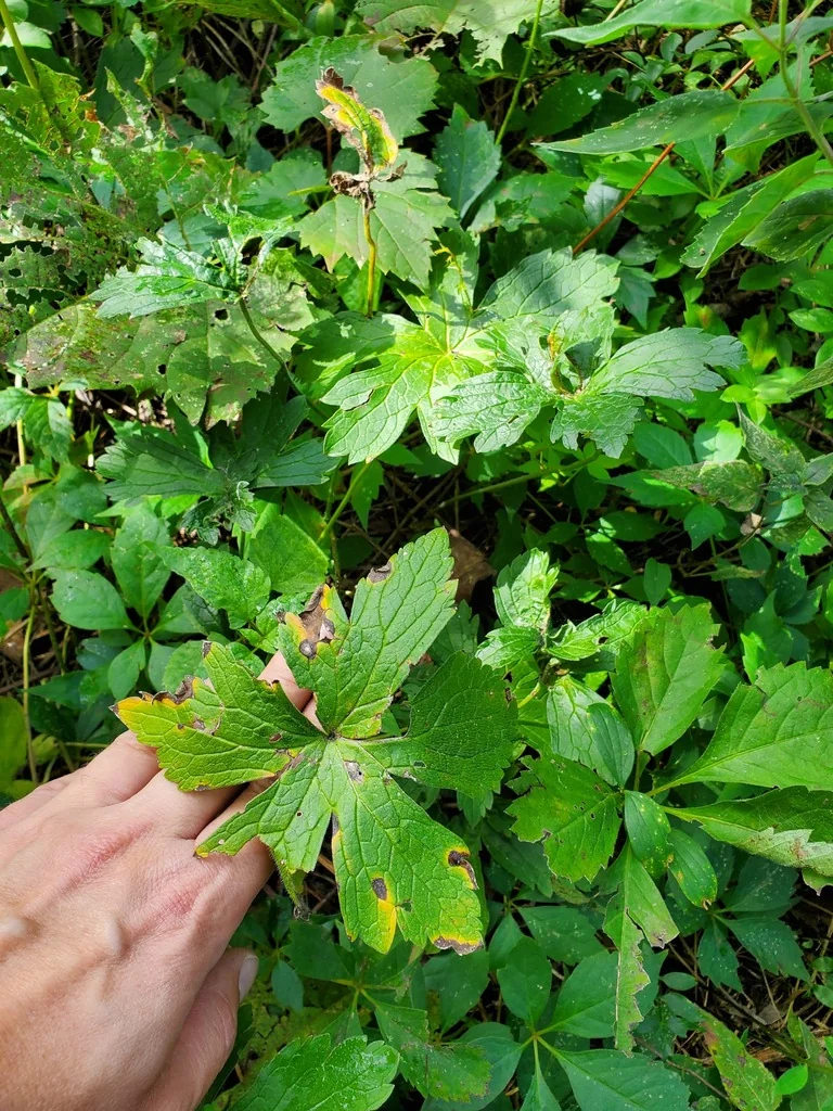 Geranium Maculatum