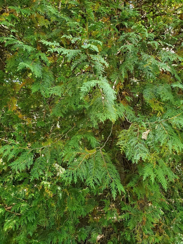 Thuja Occidentalis