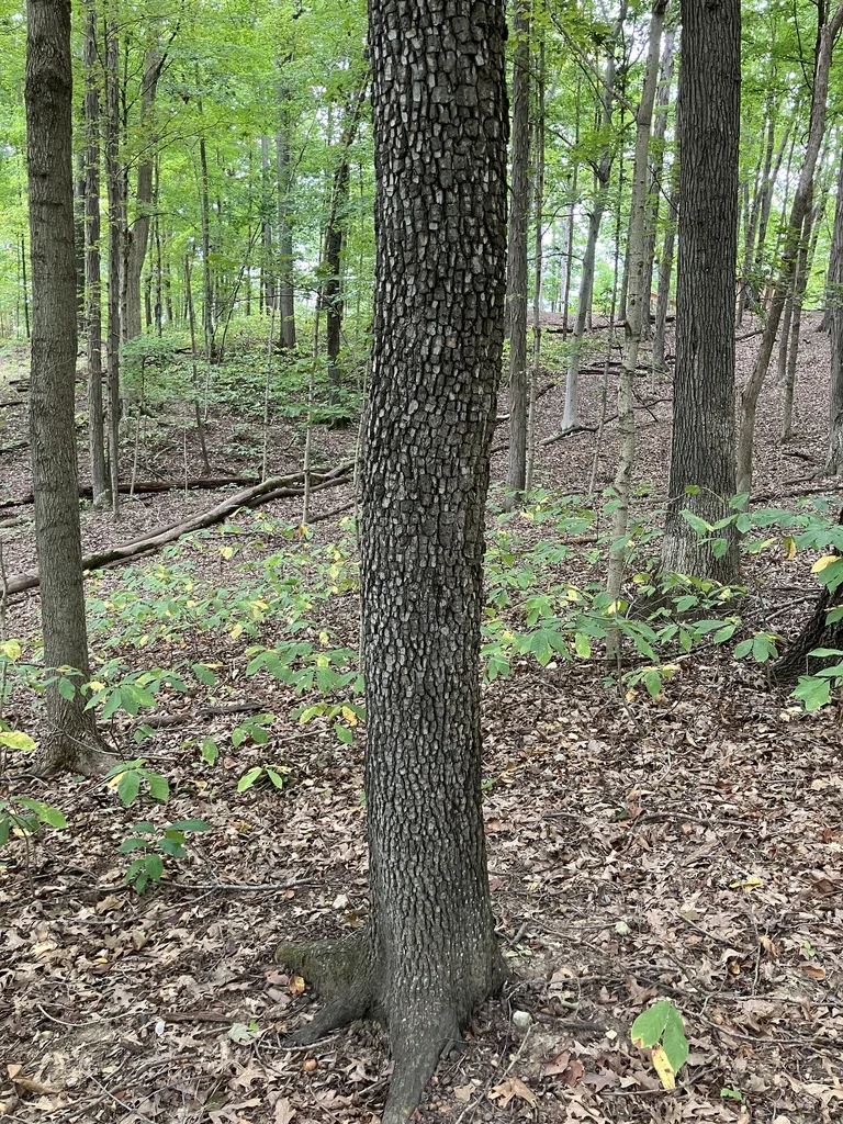 Diospyros Virginiana