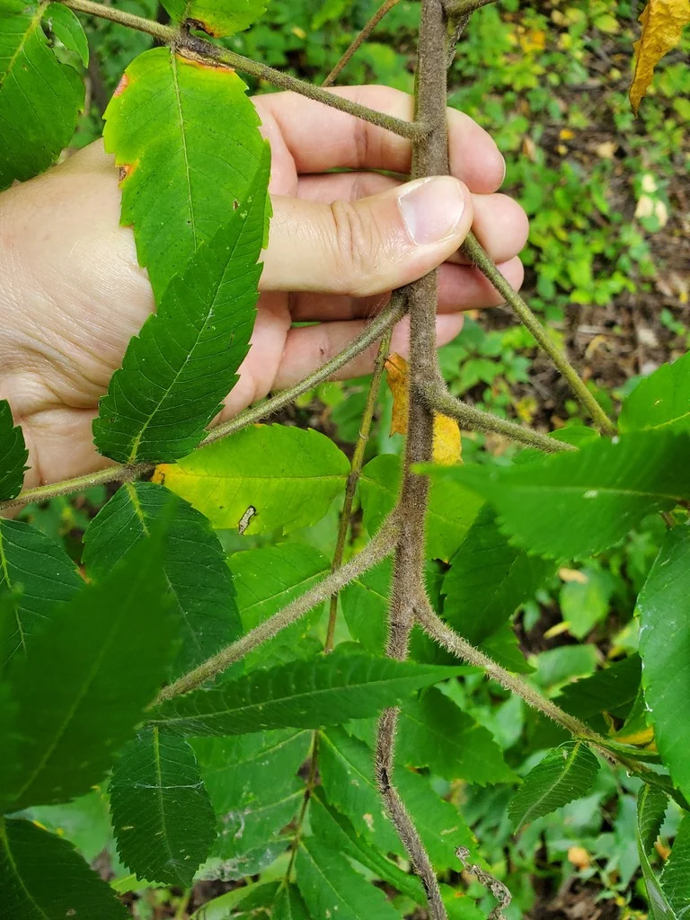 Rhus Typhina