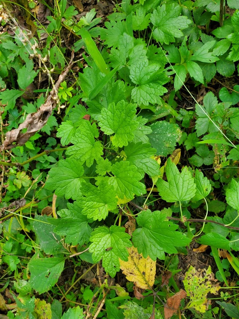 Leonurus Cardiaca