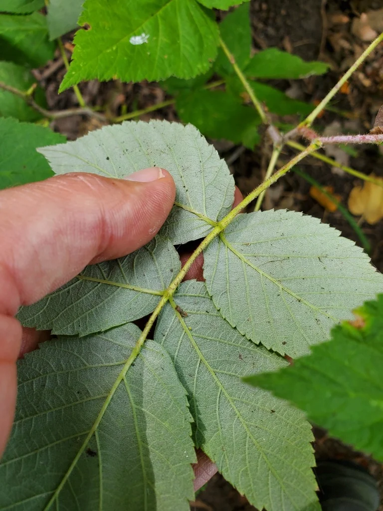 Rubus Idaeus
