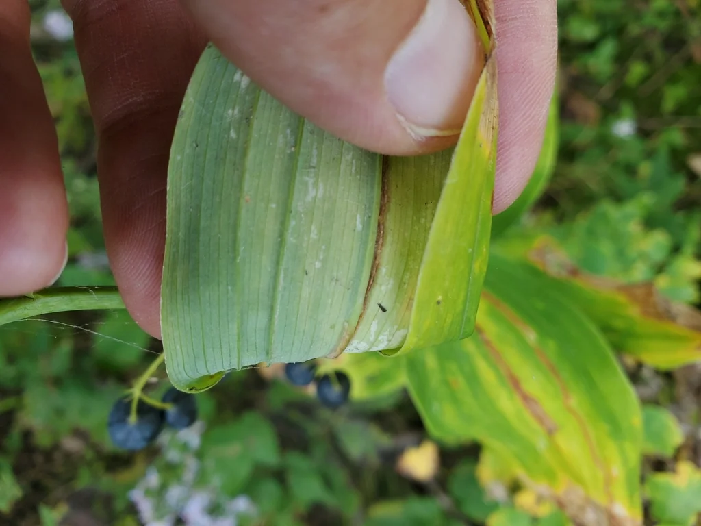 Polygonatum Biflorum