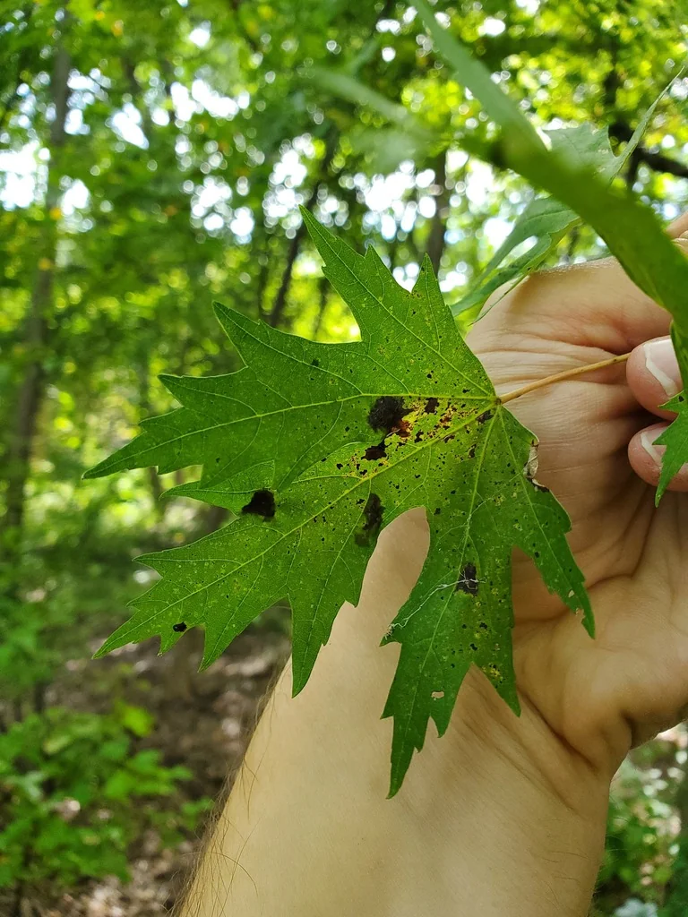 Acer Saccharinum
