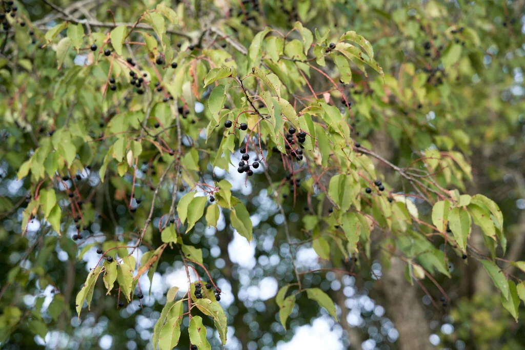 Prunus Serotina