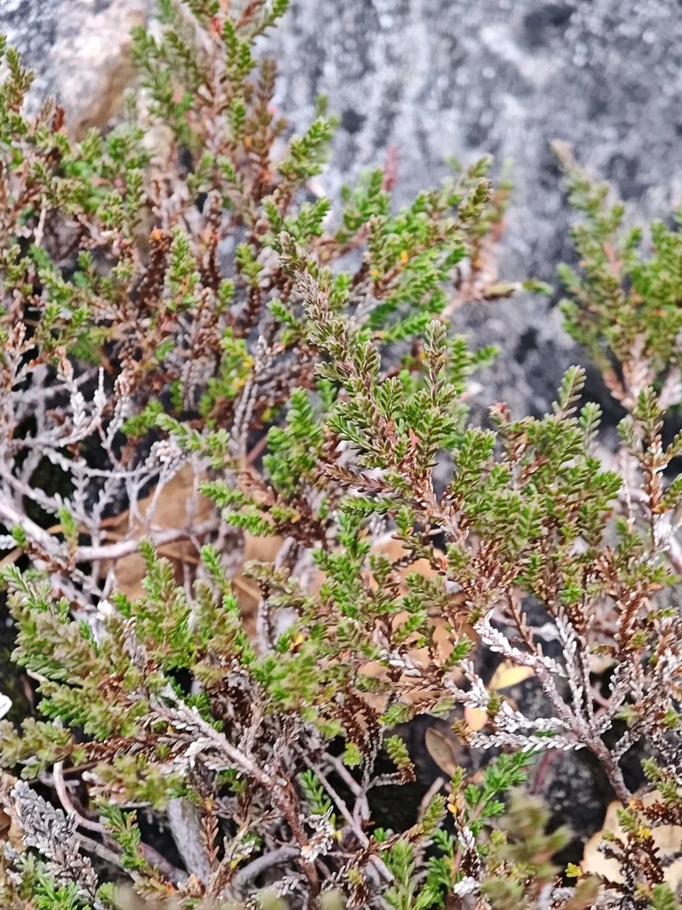 Calluna Vulgaris