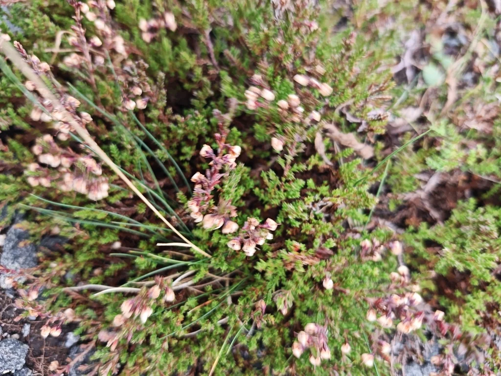Calluna Vulgaris