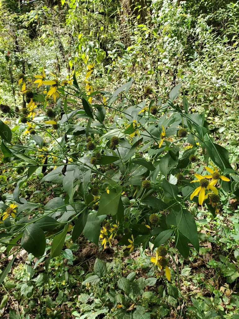 Rudbeckia Laciniata