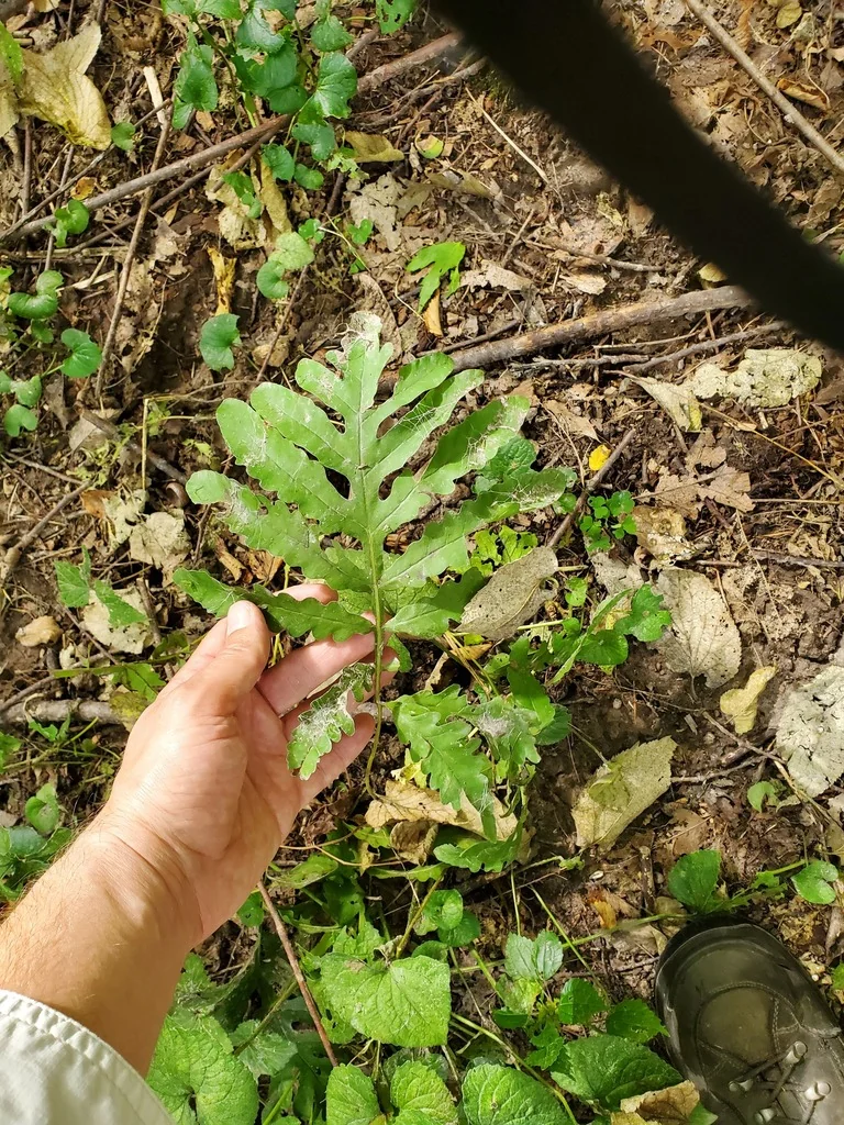 Onoclea Sensibilis