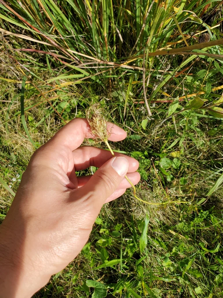 Daucus Carota