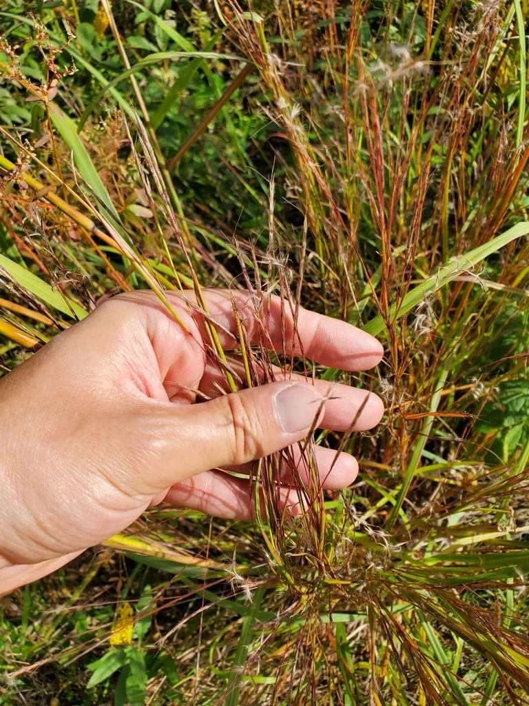 Schizachyrium scoparium