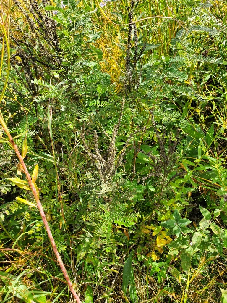 Amorpha Canescens