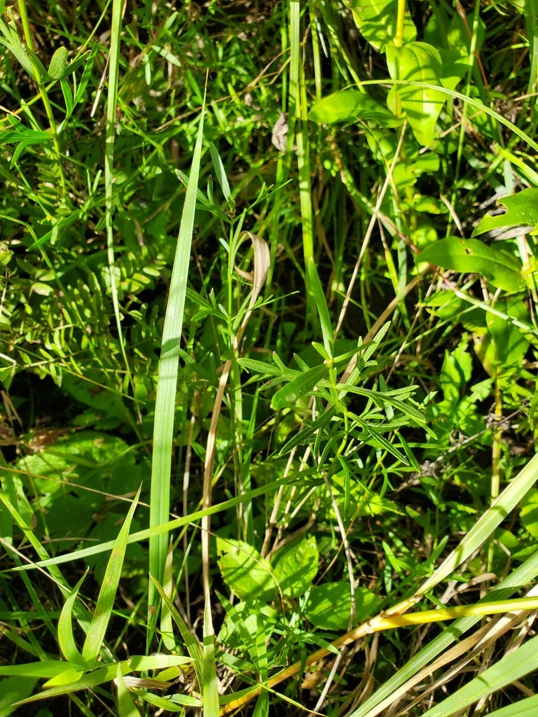 Coreopsis Palmata