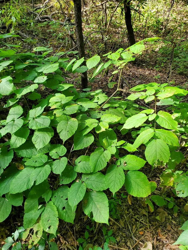 Aralia Racemosa
