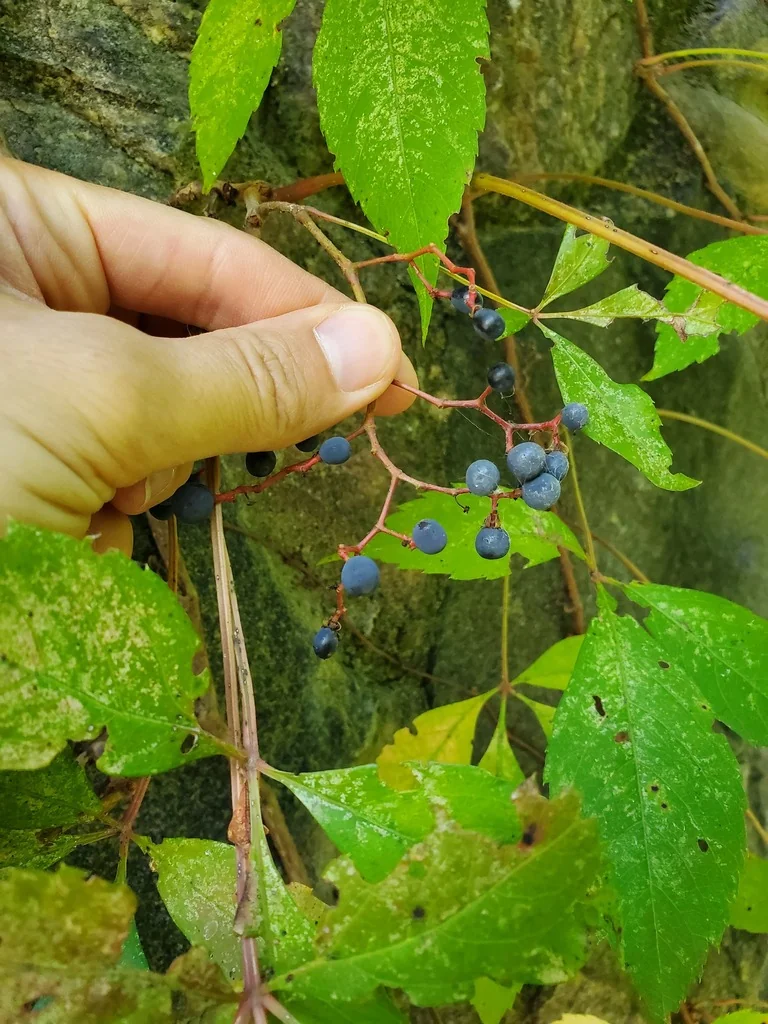 Parthenocissus Quinquefolia