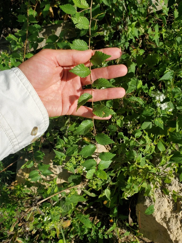 Ulmus Pumila