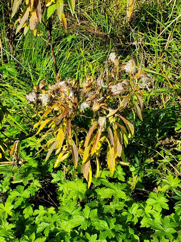 Asclepias Incarnata