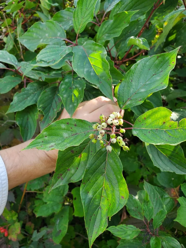 Cornus stolonifera