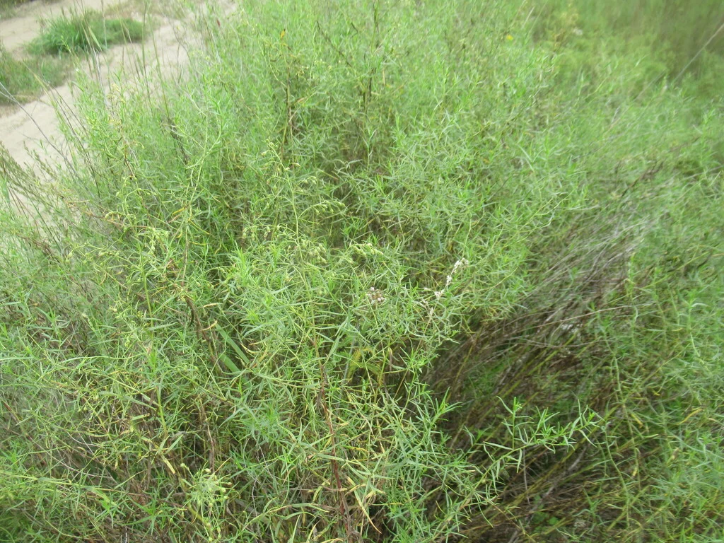 Artemisia Dracunculus
