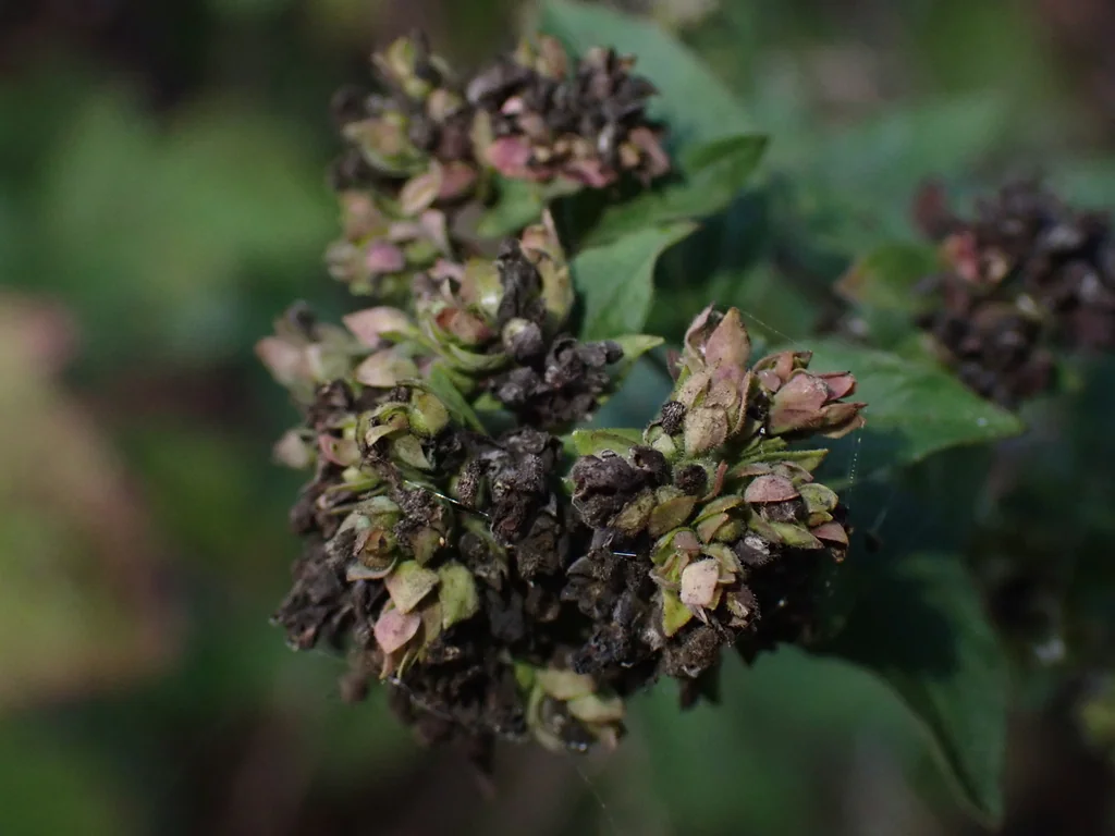 Origanum Vulgare