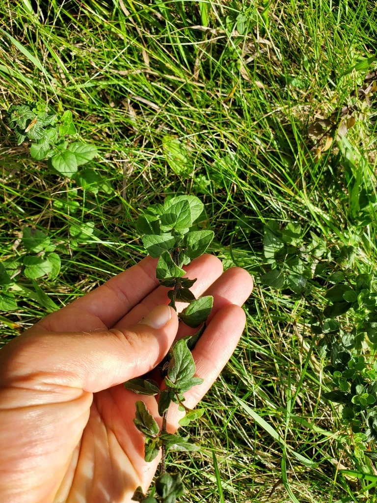 Origanum Vulgare