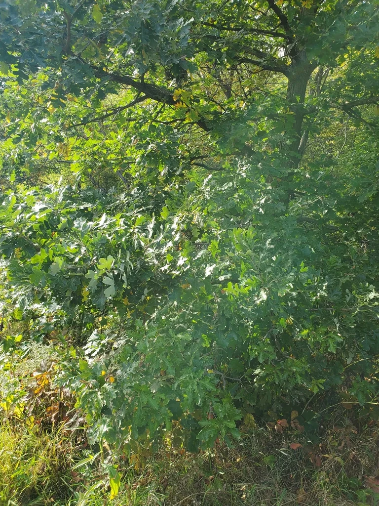Quercus Lyrata