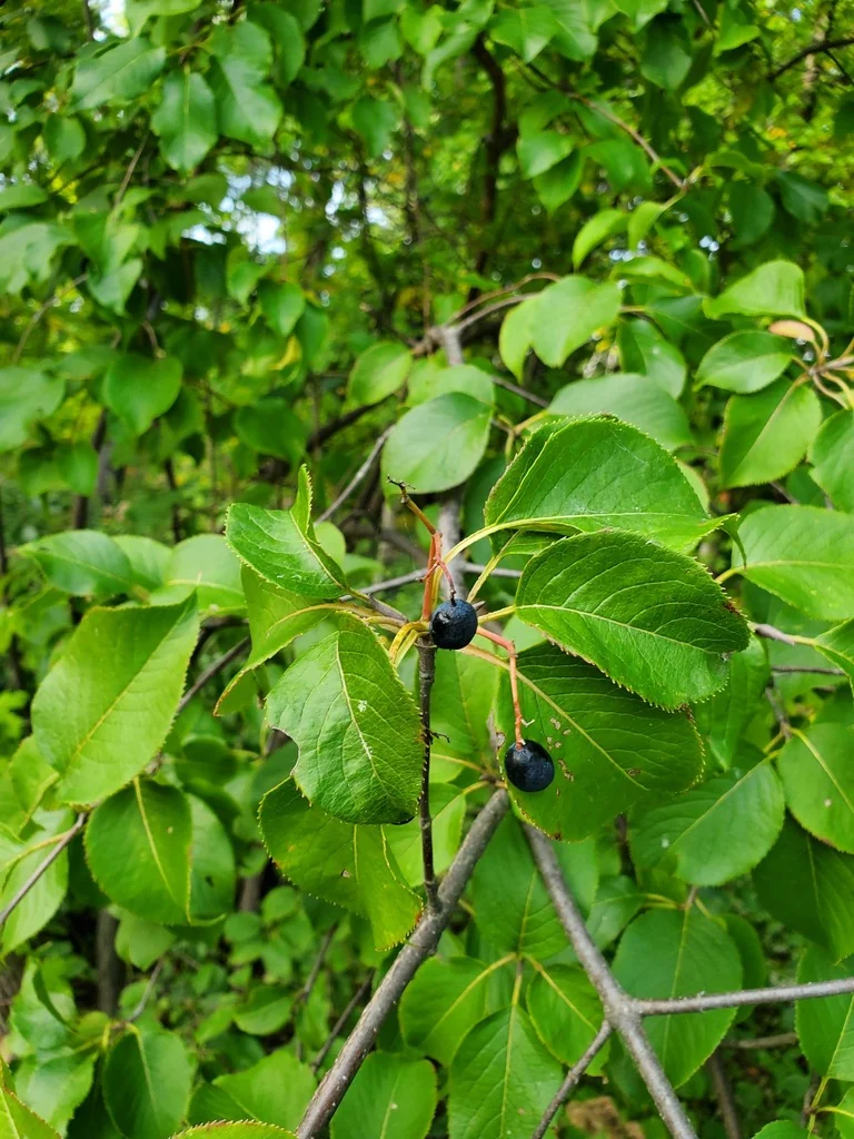 Viburnum Lentago