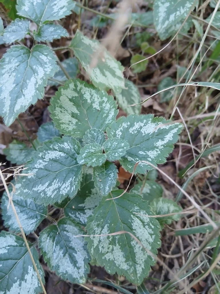 Lamium Galeobdolon