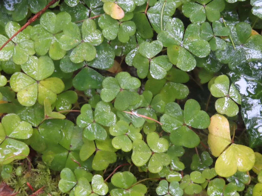 Oxalis Acetosella