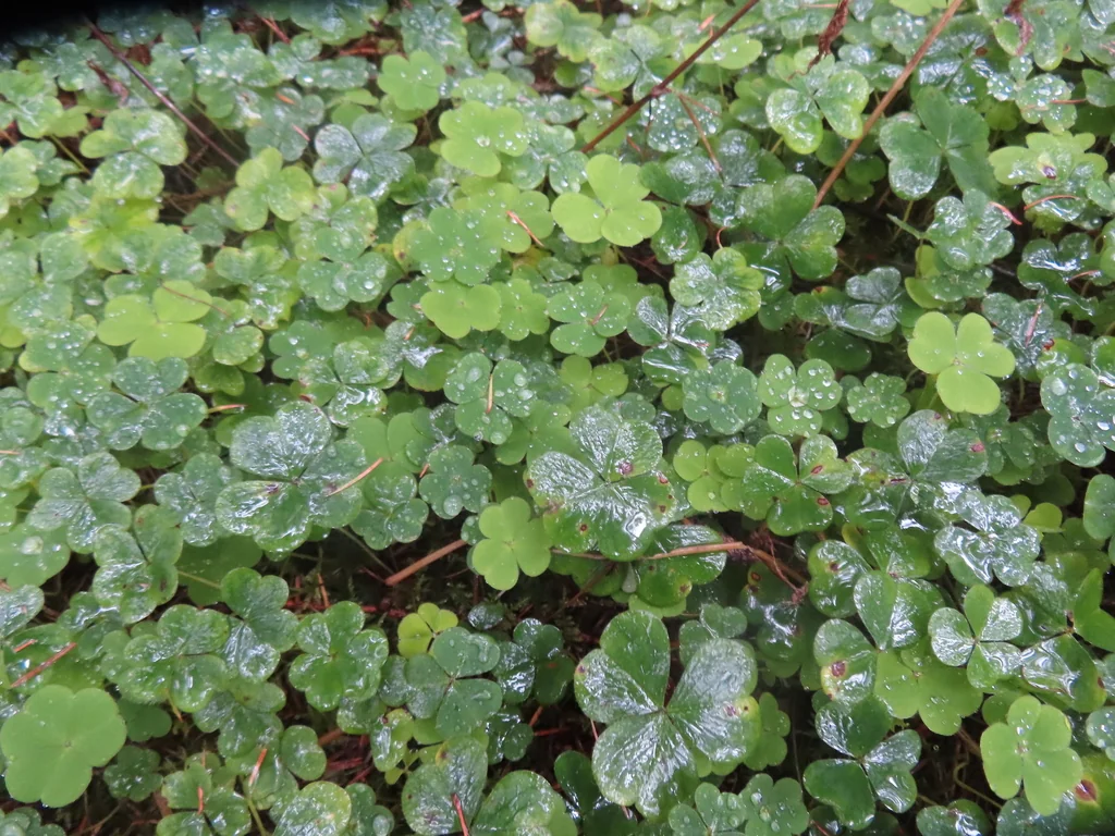 Oxalis Acetosella