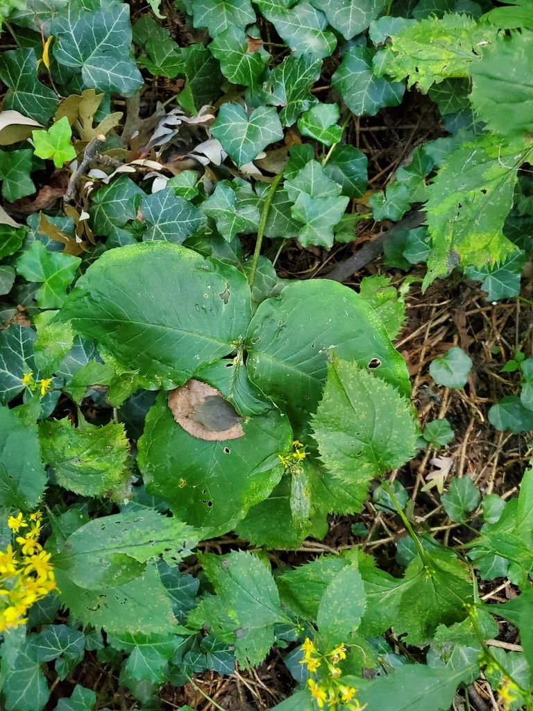 Arisaema Triphyllum