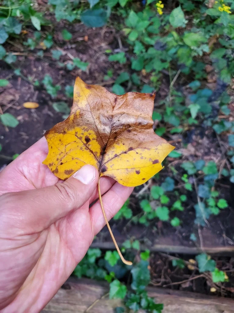 Liriodendron Tulipifera